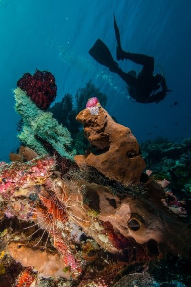 Diver at Wakatobi Indonesia