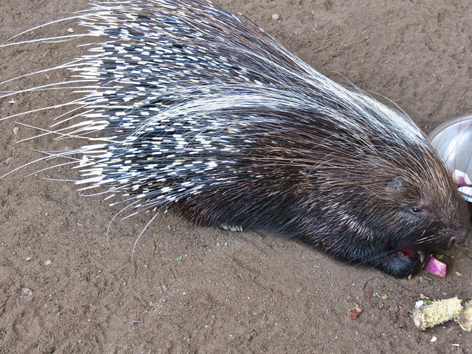 This is the second time I've ever seen a porcupine. Very interesting creatures.