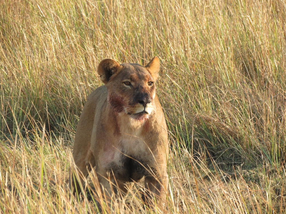 Lion on the hunt in Botswana