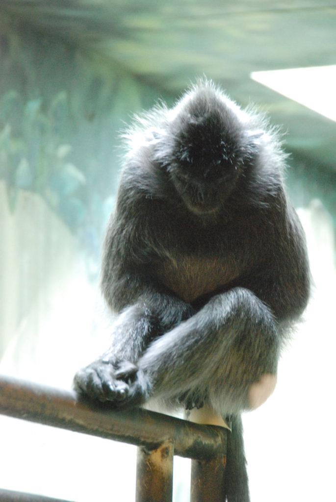 Columbus Zoo monkey