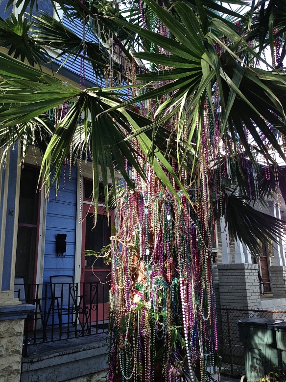 A typical New Orleans tree