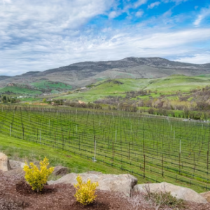 Forget Napa: Northern California's Most Beautiful Wine Country Town Costs Half as Much and Has Better Views