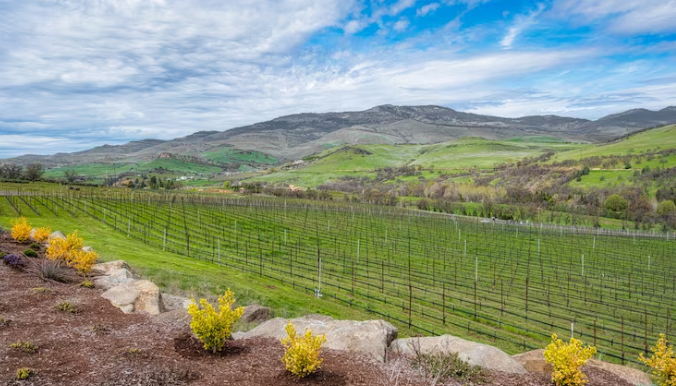 Forget Napa: Northern California's Most Beautiful Wine Country Town Costs Half as Much and Has Better Views